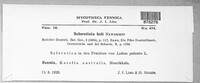 Monilinia ledi image